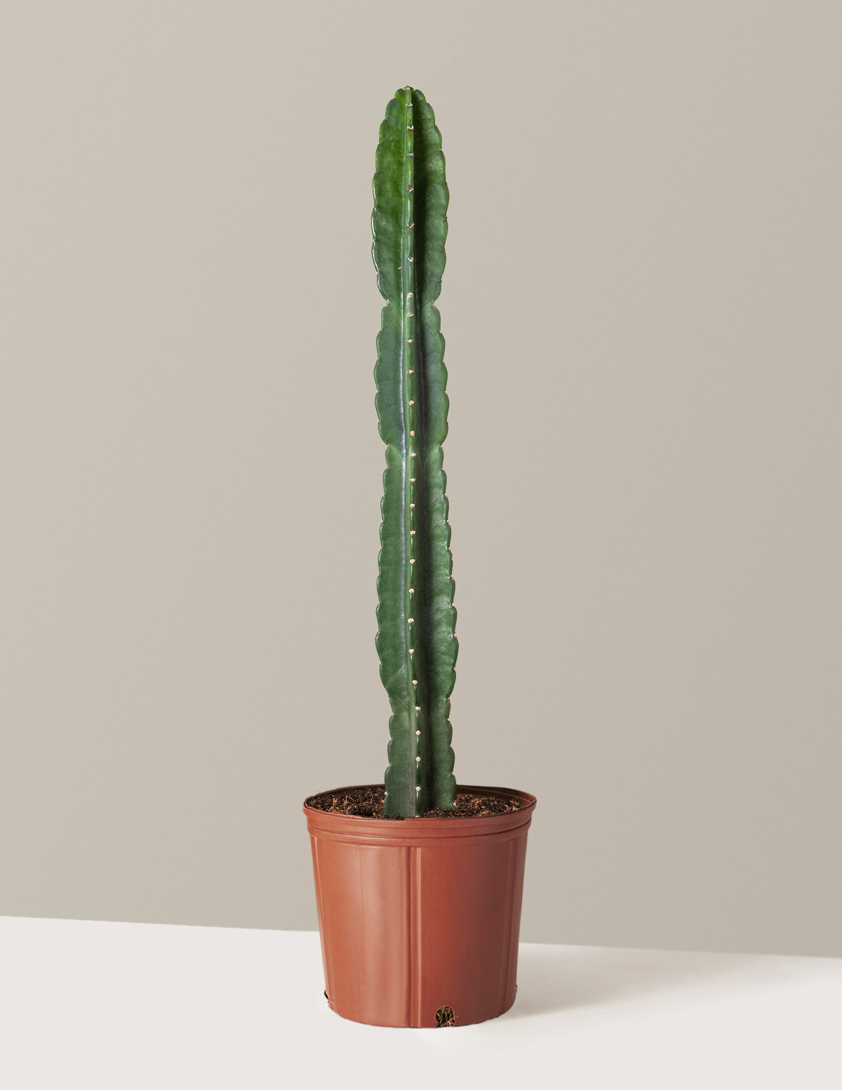 bundle | Large | Grow Pot