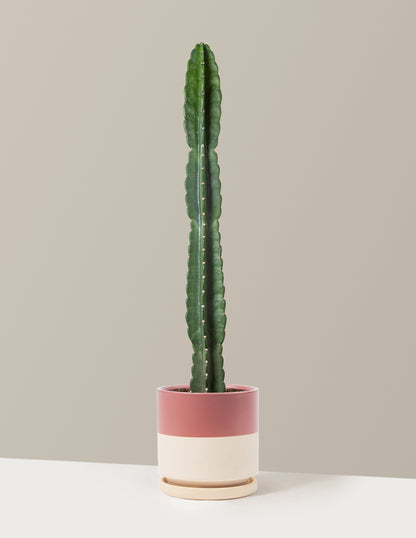 bundle | Large | Isabella | Top Half Dusty Rose