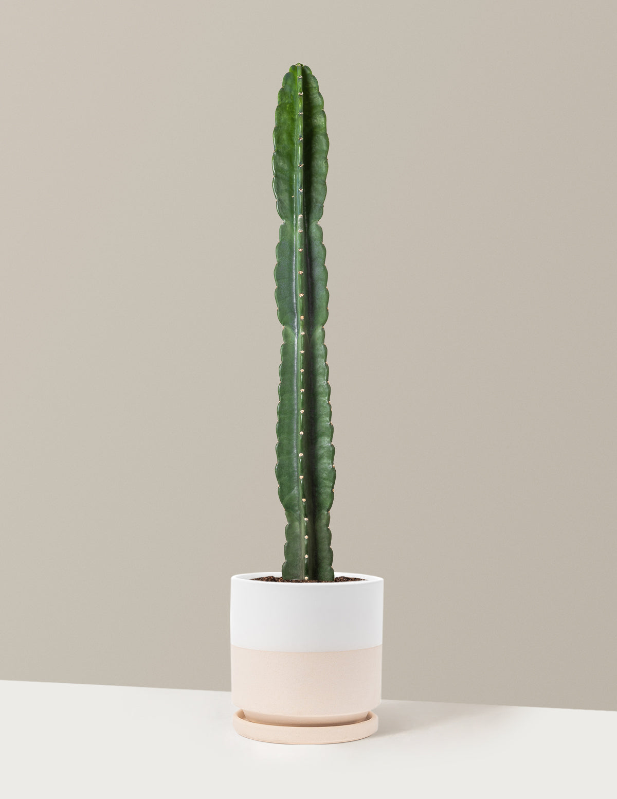 bundle | Large | Isabella | Top Half White