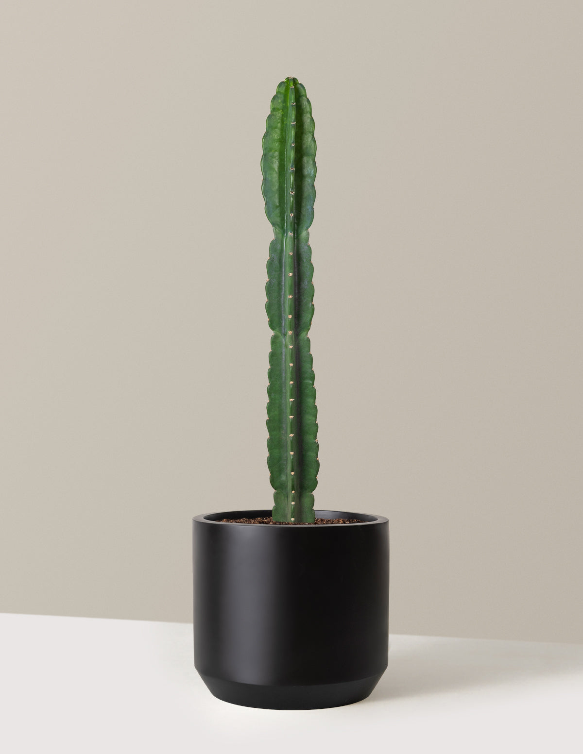 bundle | Large | Mexia | Black