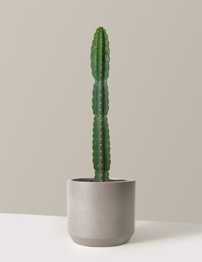 bundle | Large | Mexia | Cement Grey