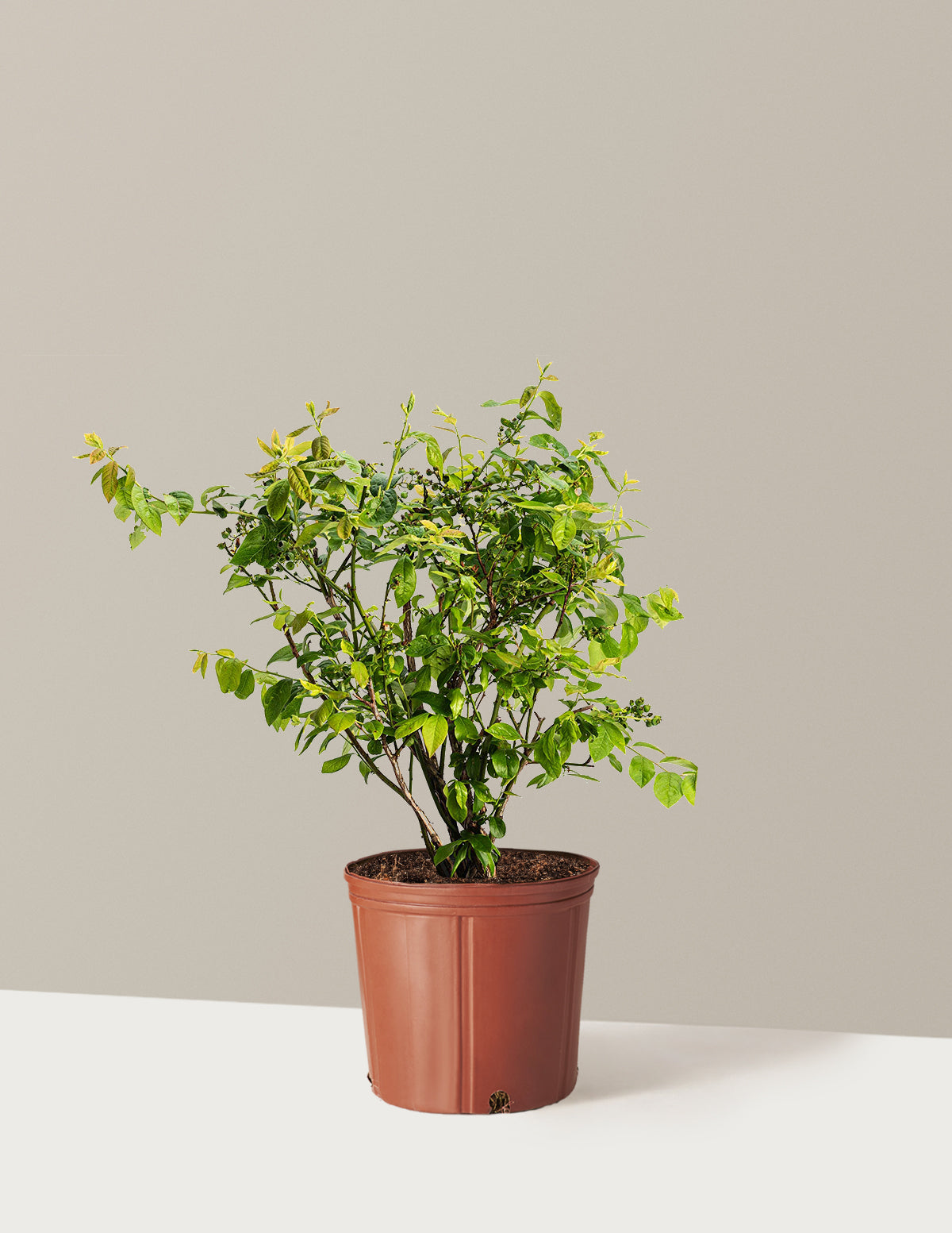 bundle | 1-2 ft. - Single | Grow Pot