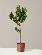 bundle | 4-5 ft. | Grow Pot