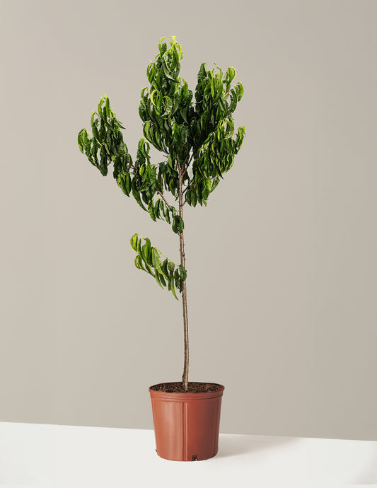 Elberta Peach Tree