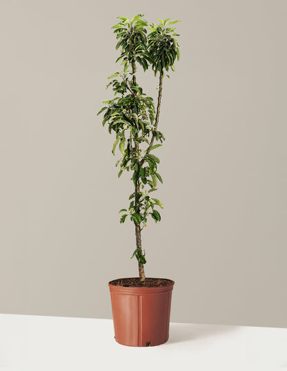 Golden Treat™ Fruit Snacks™ Apple Tree
