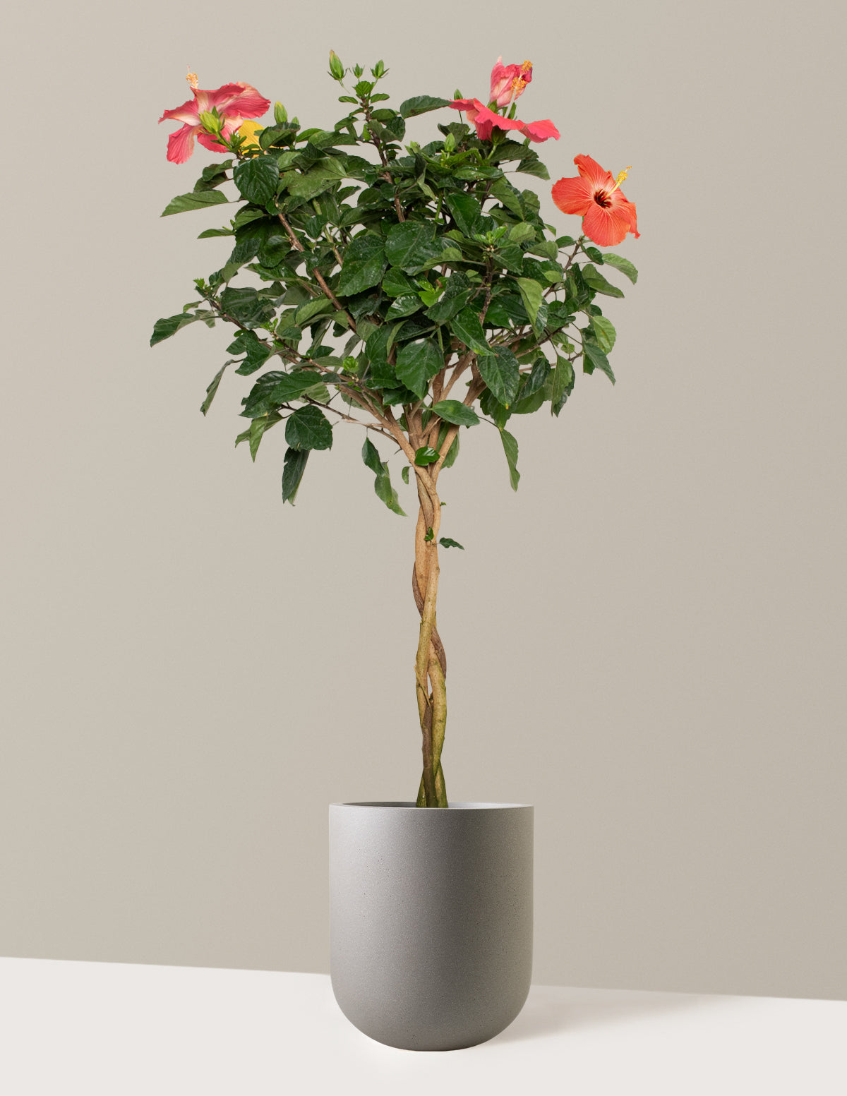 Large Braided Hibiscus