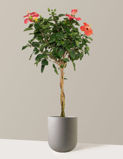 Large Braided Hibiscus