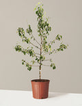 bundle | 4-5 ft. | Single Honeycrisp® Apple