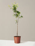 bundle | 4-5 ft. | Grow Pot