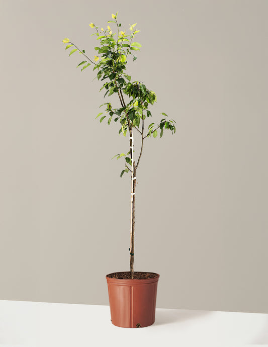Kieffer Pear Tree