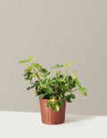 bundle | 3 Gallon | Grow Pot