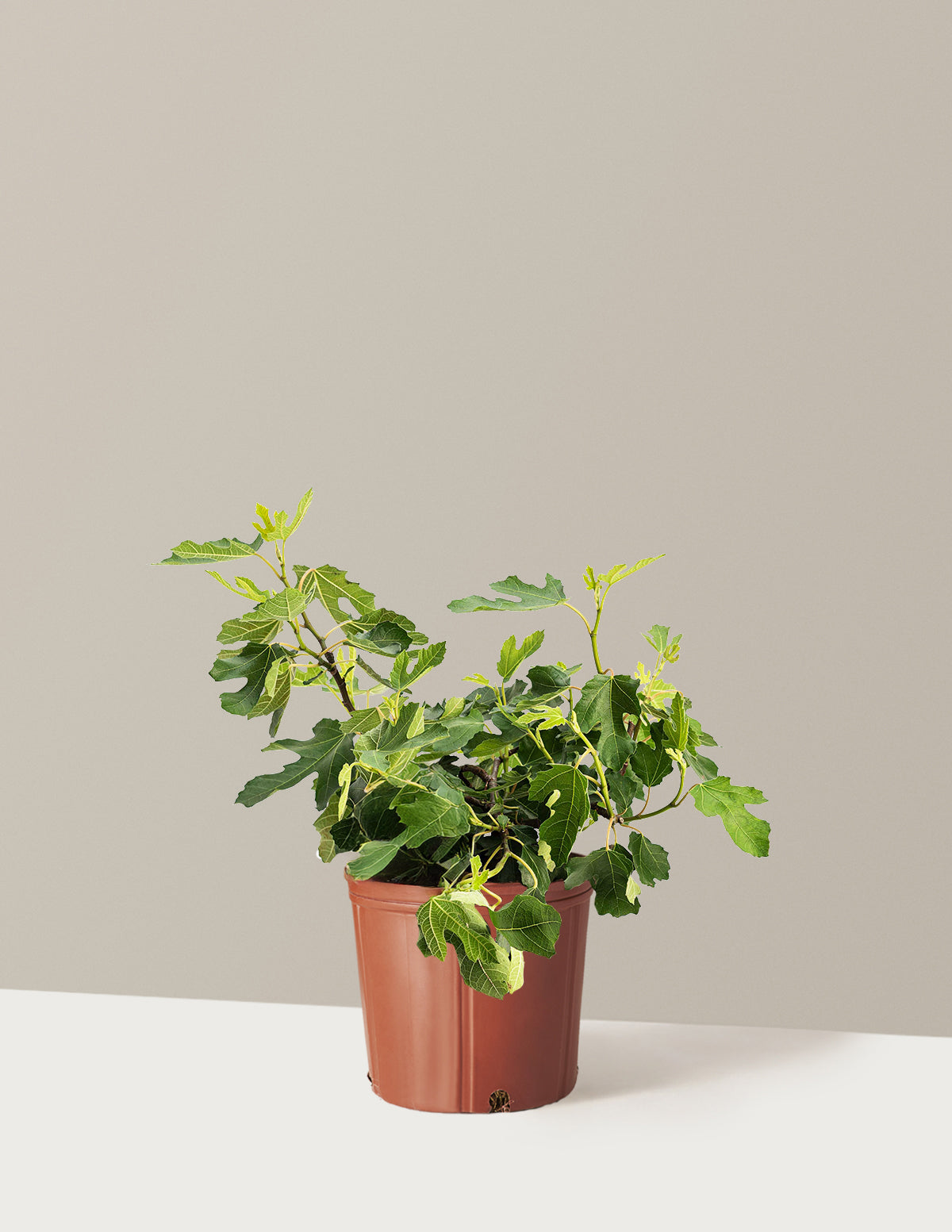bundle | 3 Gallon | Grow Pot