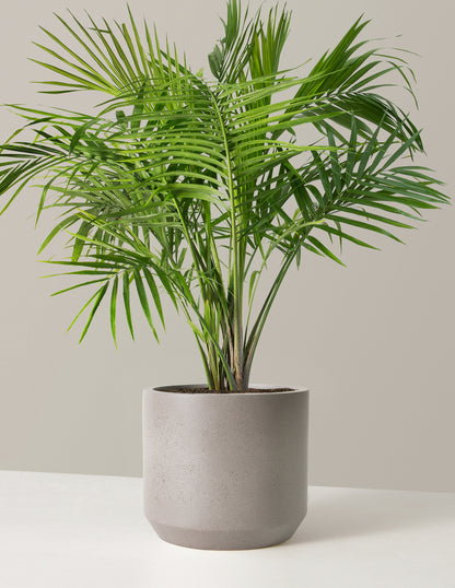 Large Majesty Palm Houseplant with Pl...