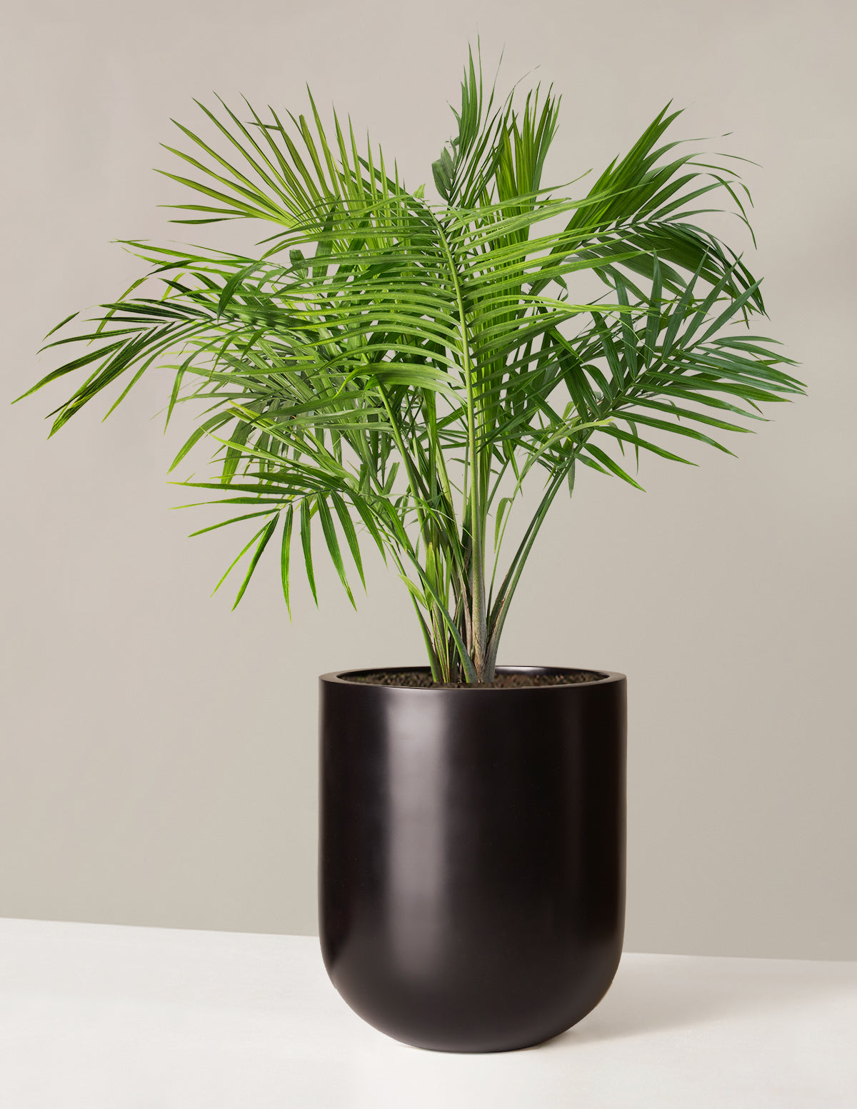 Large Majesty Palm