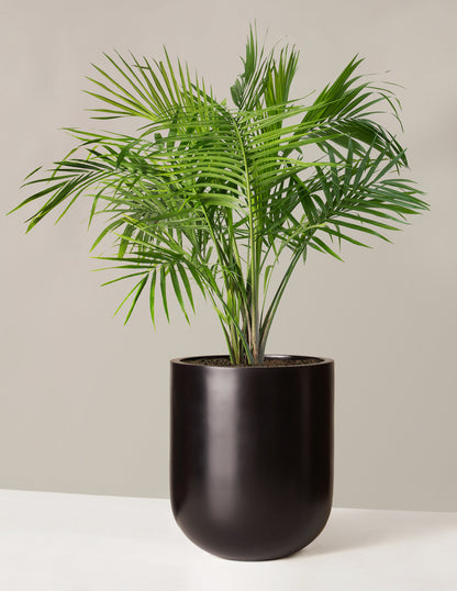 Large Majesty Palm