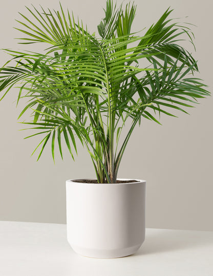 royal palm indoor plant Large Majesty Palm Houseplant with Planter - Large (3-4' tall) Black Planter