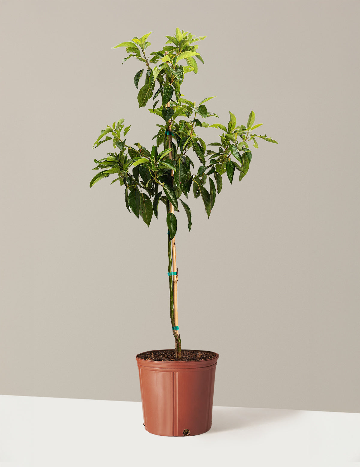 bundle | 2-3 ft. | Grow Pot