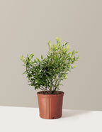 bundle | 2-3 ft. - Single | Grow Pot