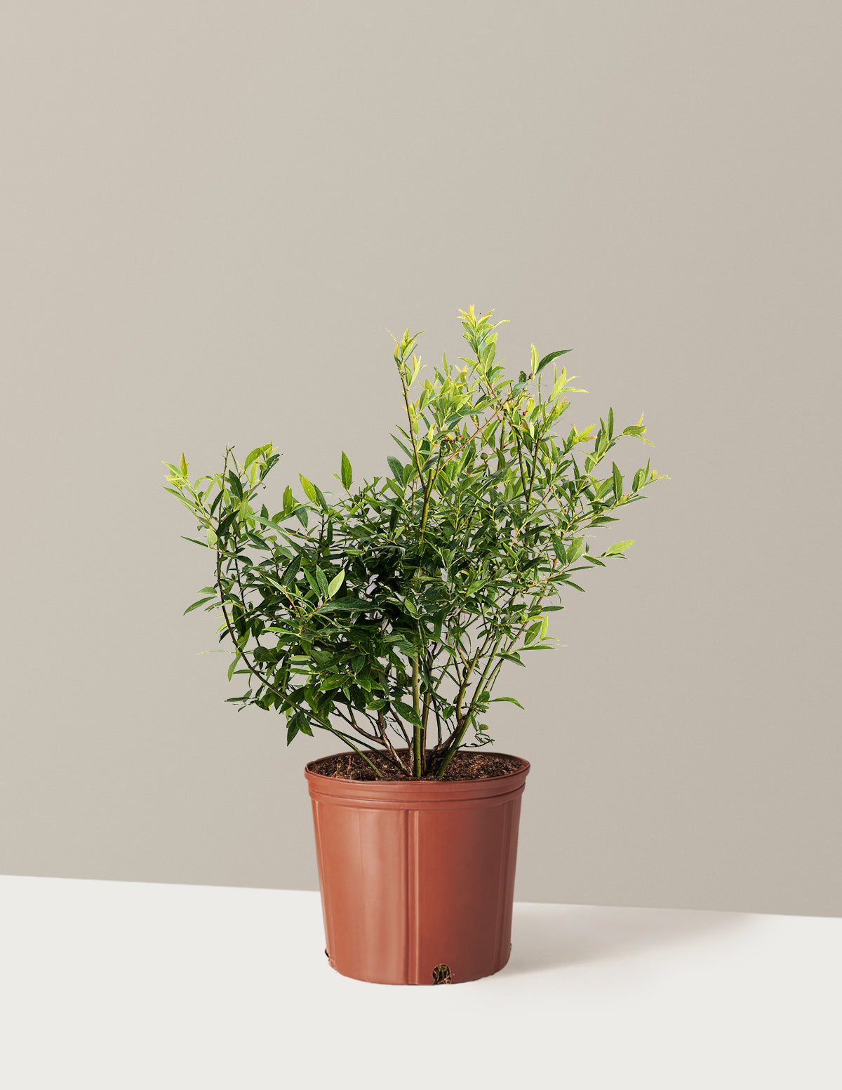 bundle | 2-3 ft. - Single | Grow Pot