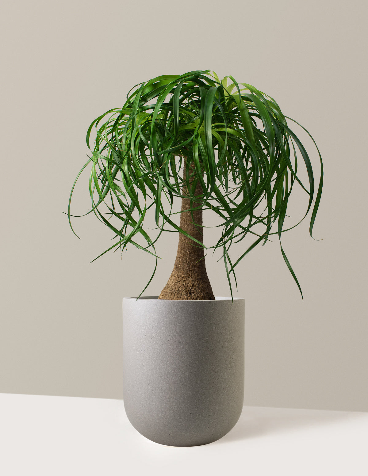 Ponytail Palm