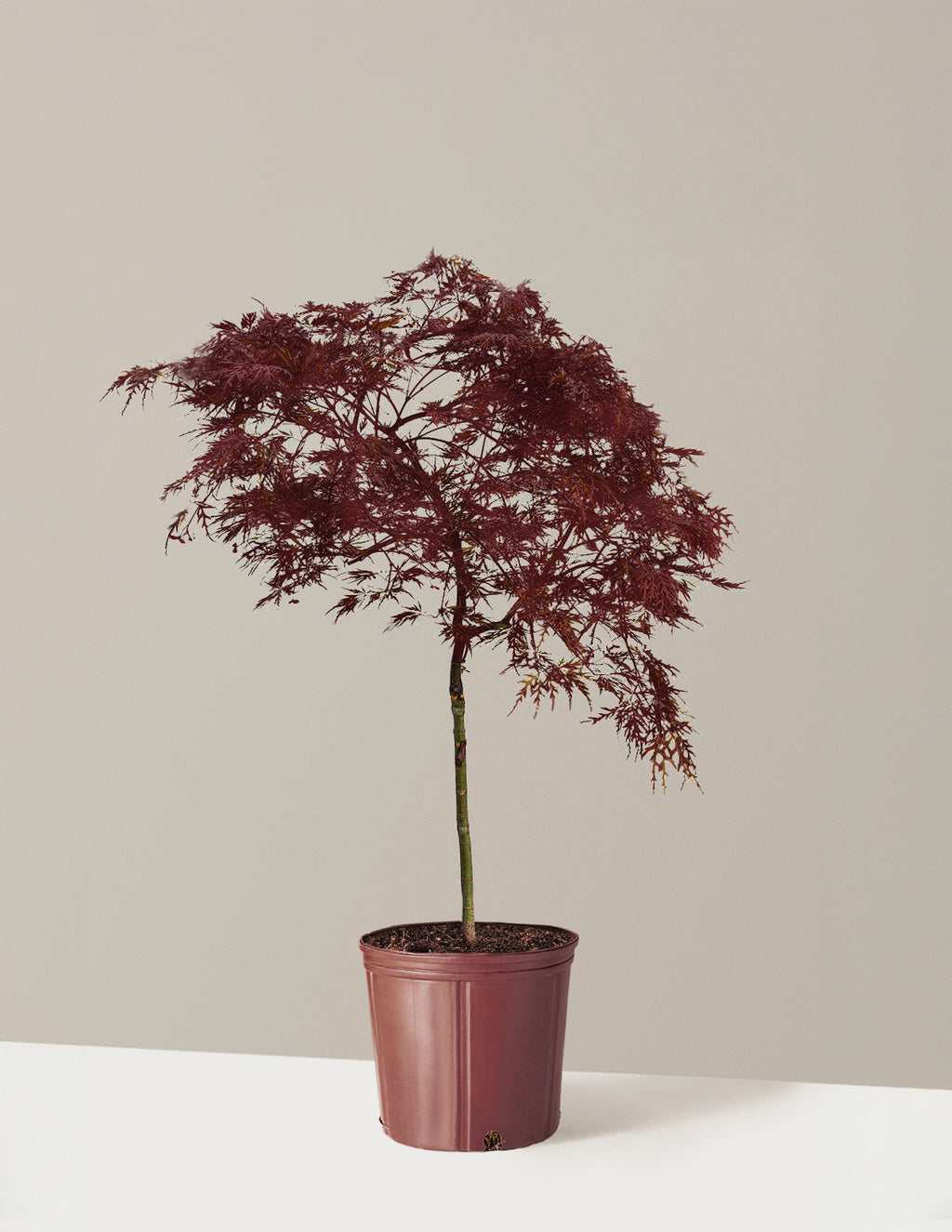 bundle | 2-3 ft. | Grow Pot