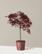 bundle | 2-3 ft. | Grow Pot