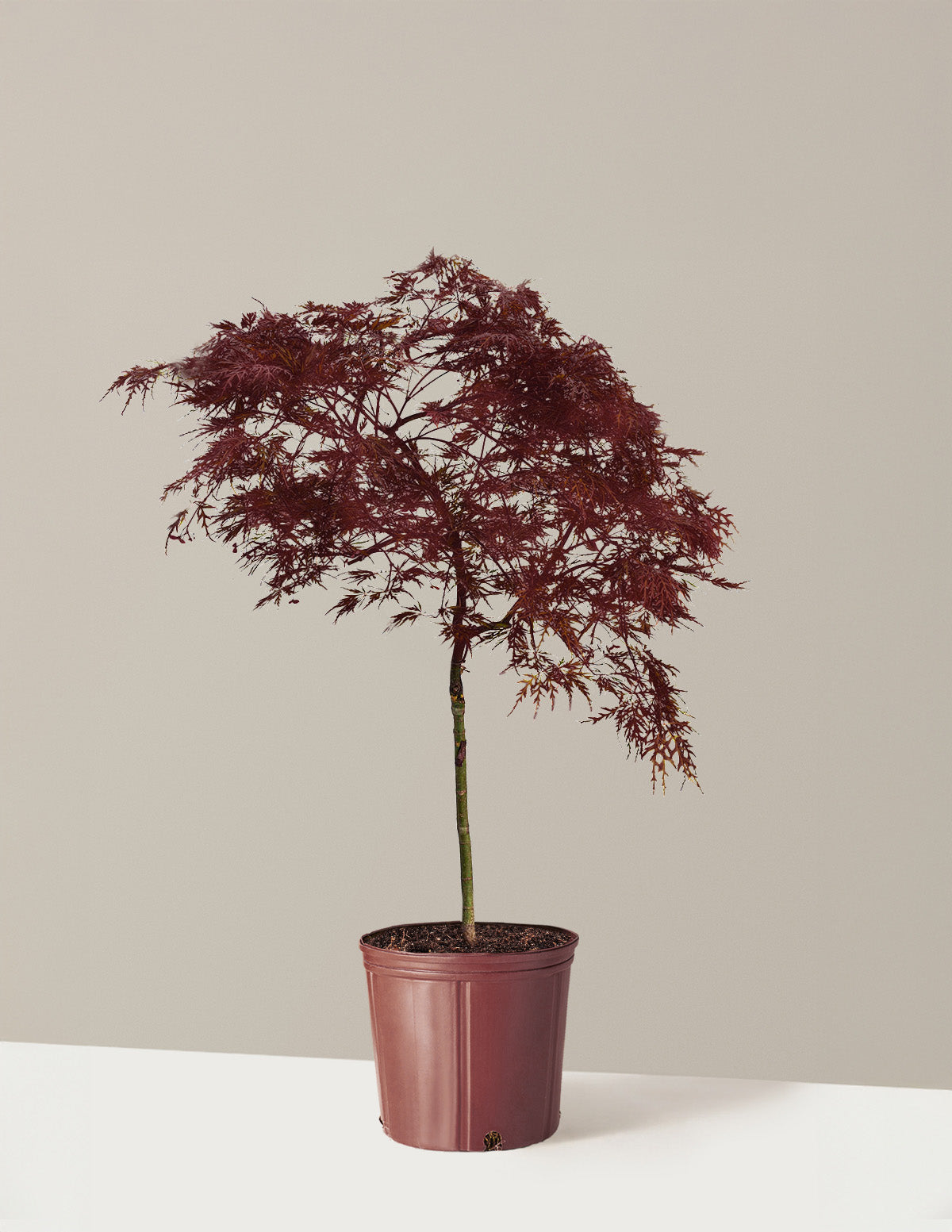 Red Dragon Japanese Maple Tree