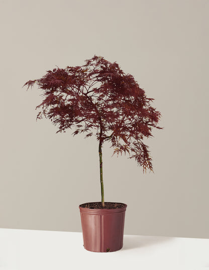 Red Dragon Japanese Maple Tree