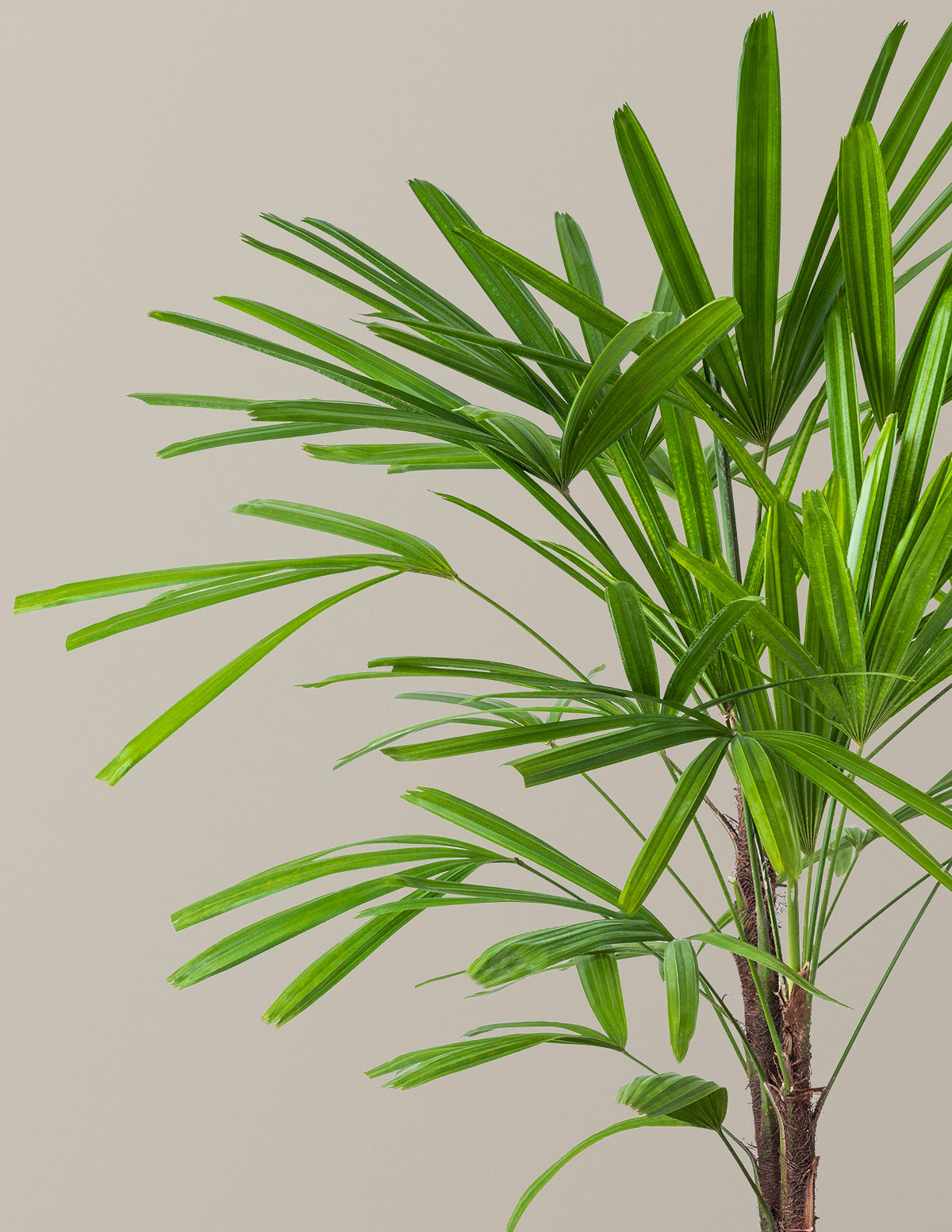 planta palm Large Lady Palm Houseplant with Planter - Large (3-4' tall) Cream Planter