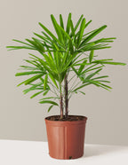 bundle | Large | Grow Pot