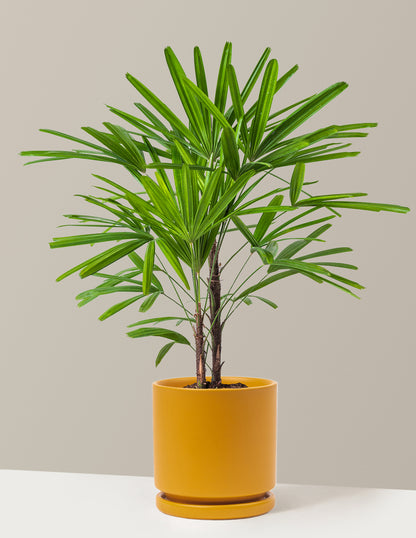 yellow palm indoor plant Large Lady Palm Houseplant with Planter - Large (3-4' tall) Top Half Mustard Planter