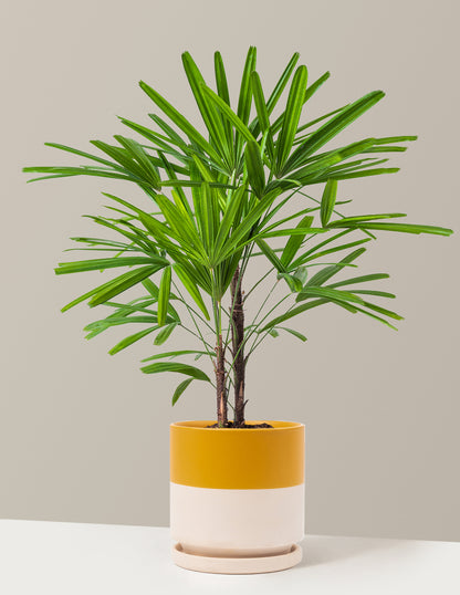 parlor palm the sill Large Lady Palm Houseplant with Planter - Large (3-4' tall) Top Half Mustard Planter