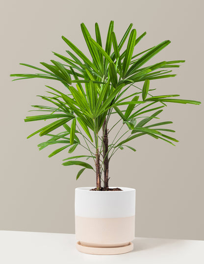 white palm plant Large Lady Palm Houseplant with Planter - Large (3-4' tall) Cream Planter