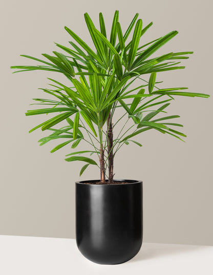 jumbo palm plant Large Lady Palm Houseplant with Planter - Large (3-4' tall) Cream Planter
