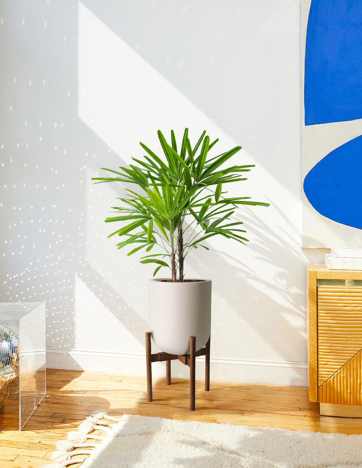 palm plant stand Large Lady Palm | Indoor Plants & Houseplants for Delivery
