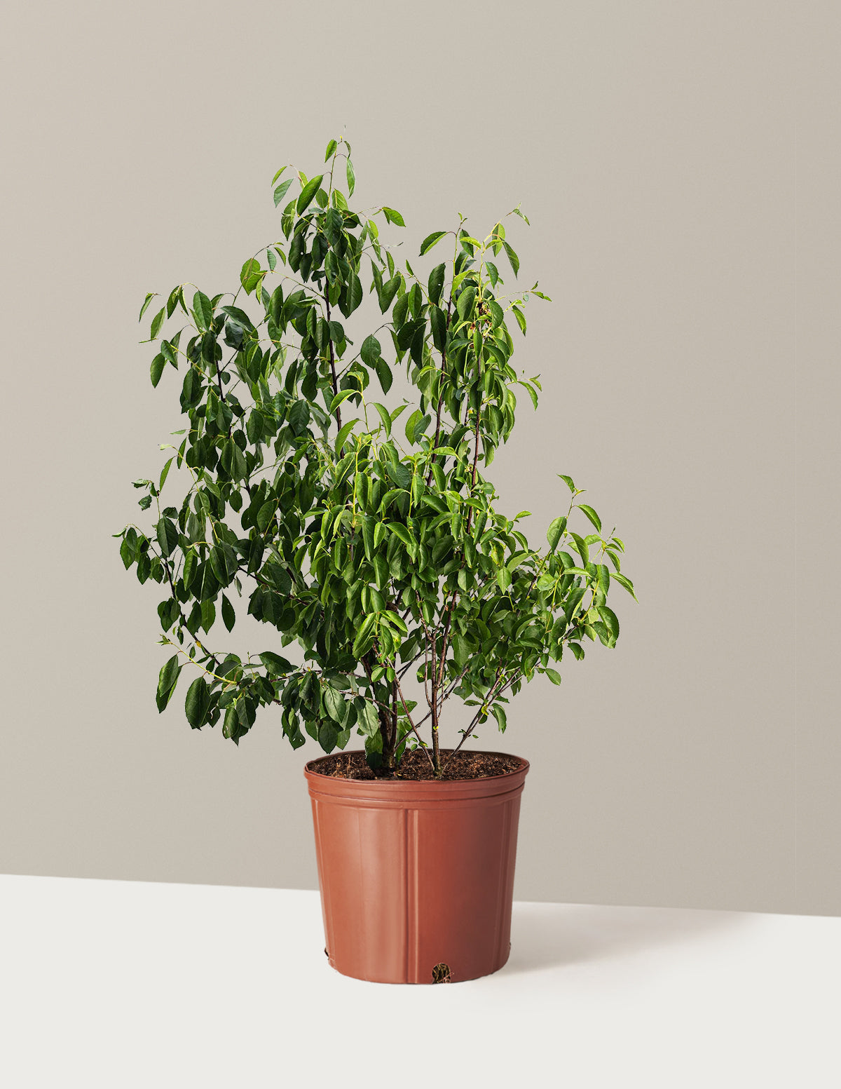can you plant a cherry tree in a pot Romeo Cherry Tree