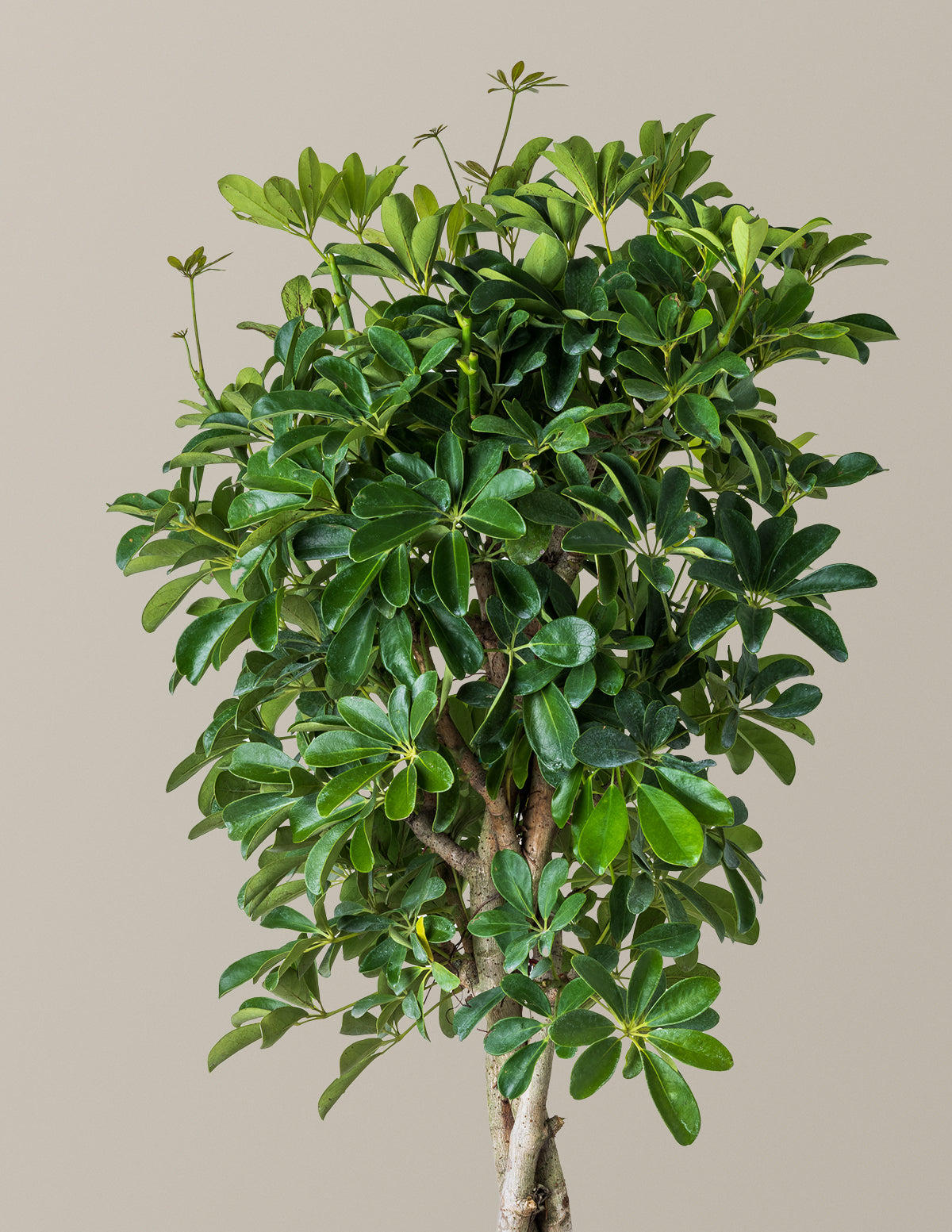 Schefflera Arboricola Braid