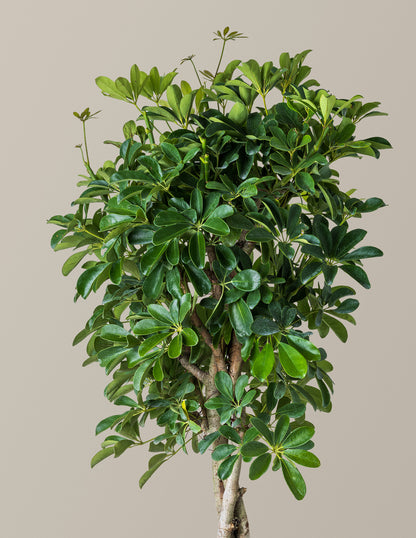 Schefflera Arboricola Braid