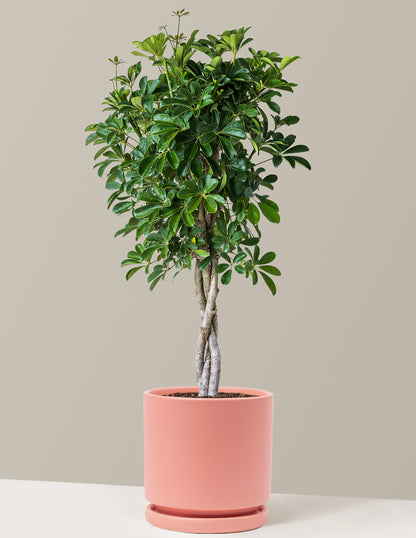 Schefflera Arboricola Braid