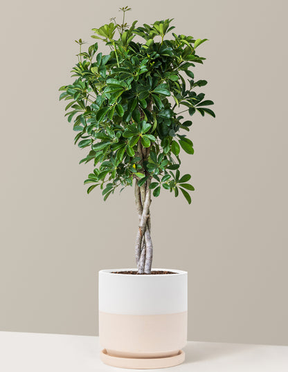 Schefflera Arboricola Braid