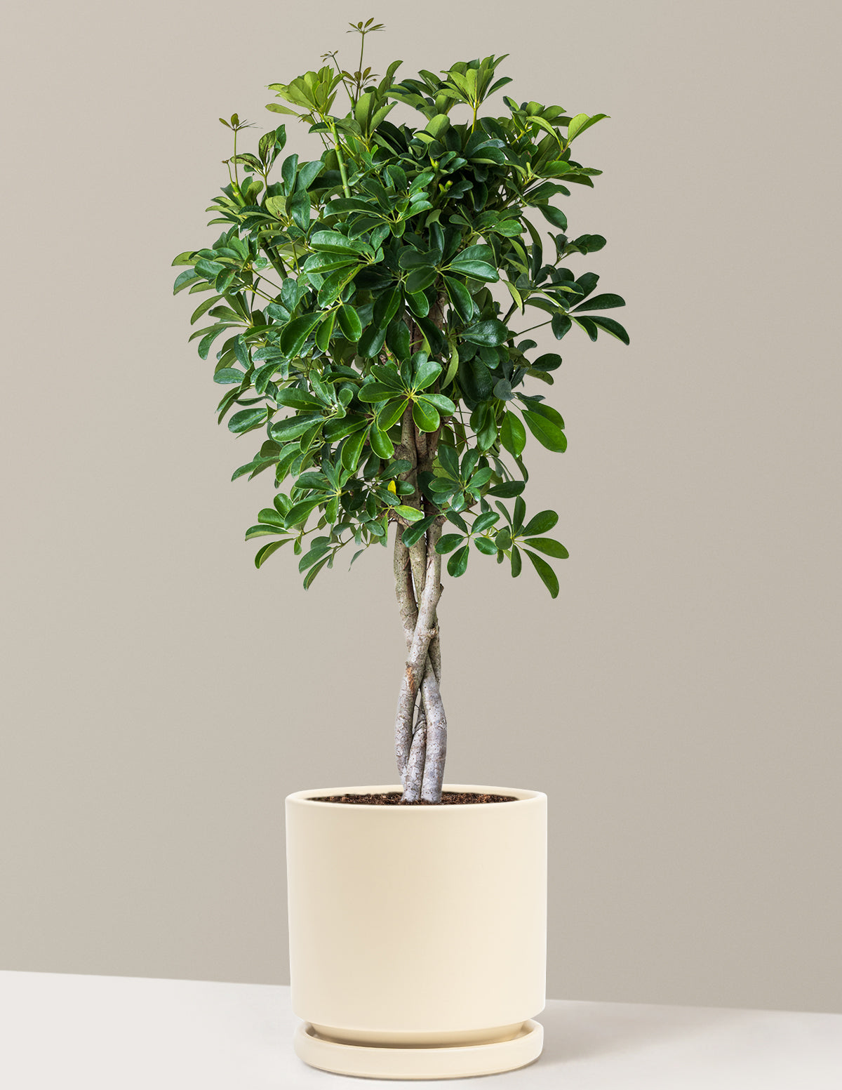 Schefflera Arboricola Braid
