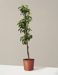 bundle | 3-4 ft. | Grow Pot