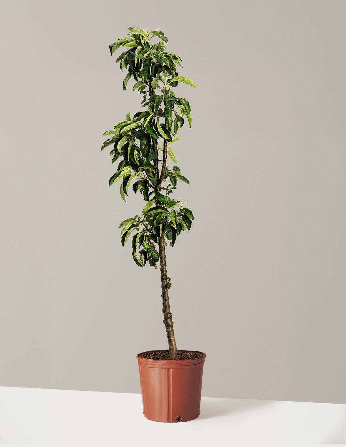 bundle | 3-4 ft. | Grow Pot