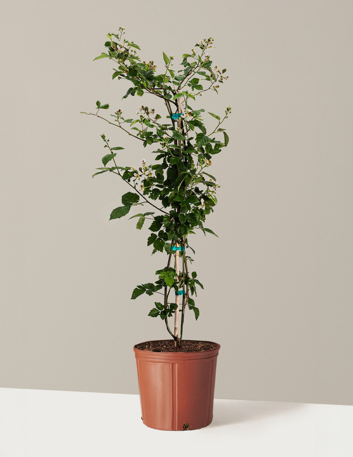 bundle | 3-4 ft. | Grow Pot