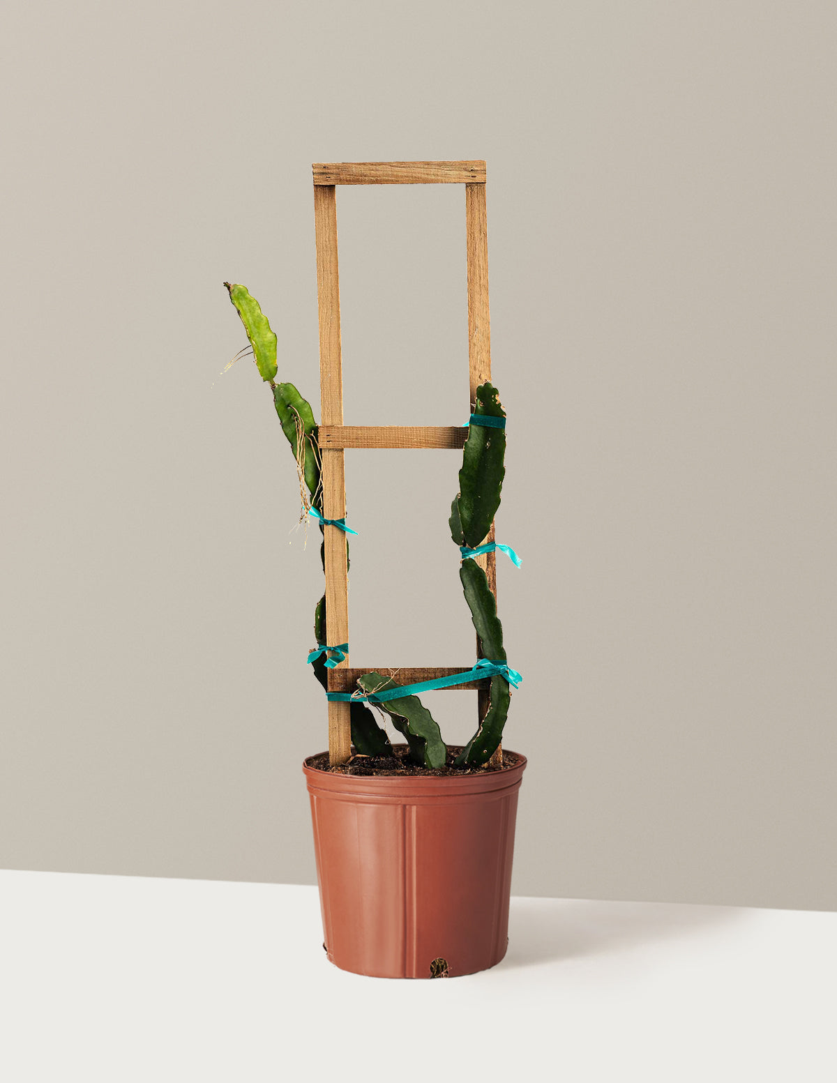 can you grow a dragon fruit plant indoors White Dragon Fruit