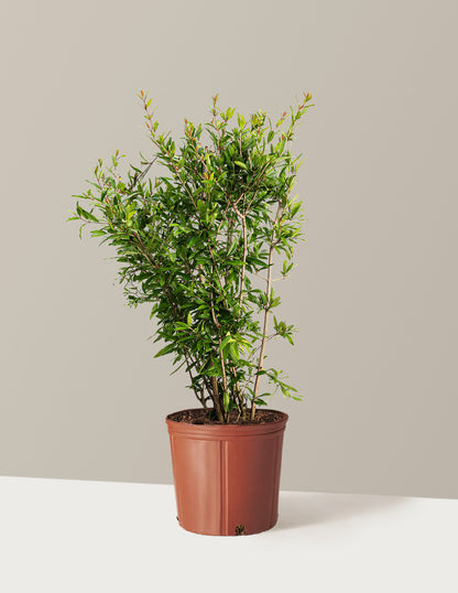 Wonderful Pomegranate Tree