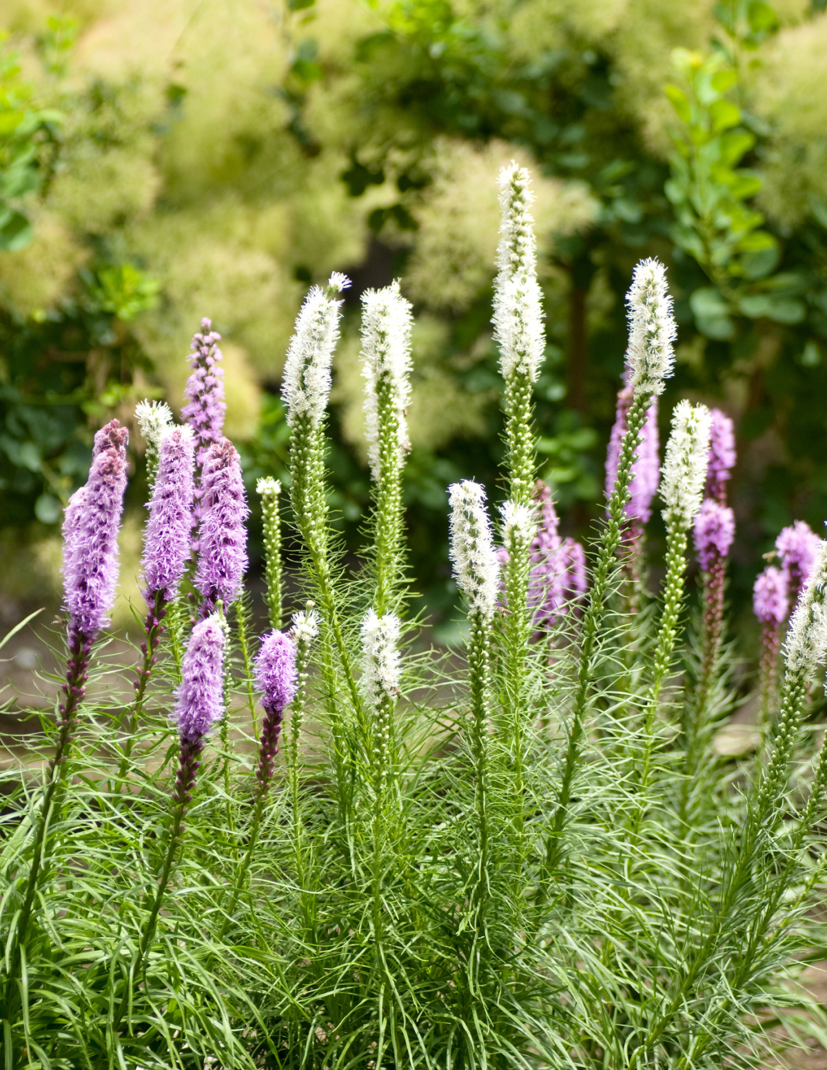 Liatris Bulb Mix