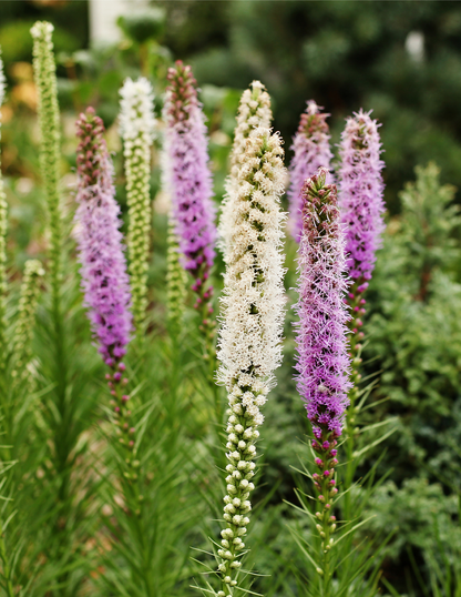 Liatris Bulb Mix