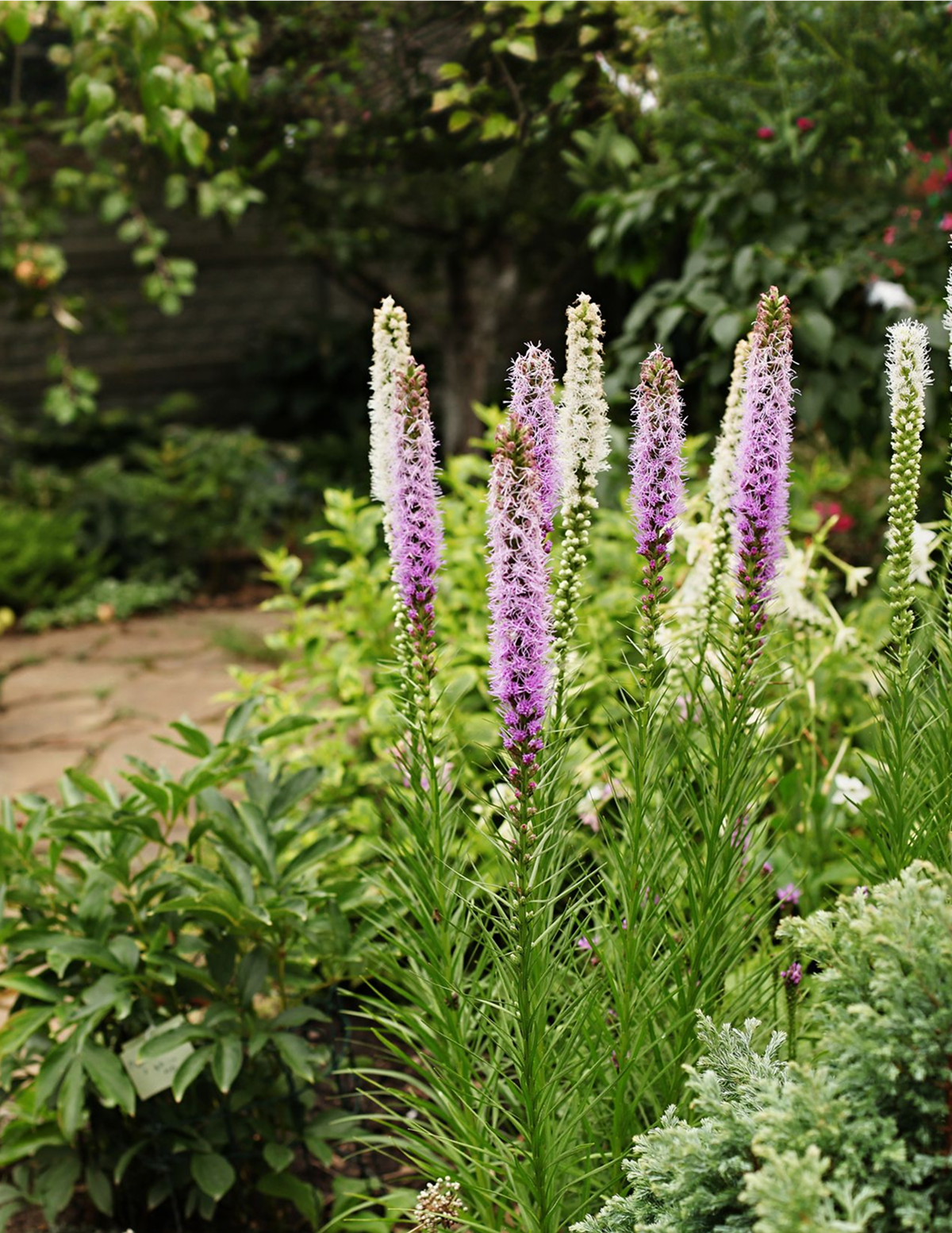 Liatris Bulb Mix