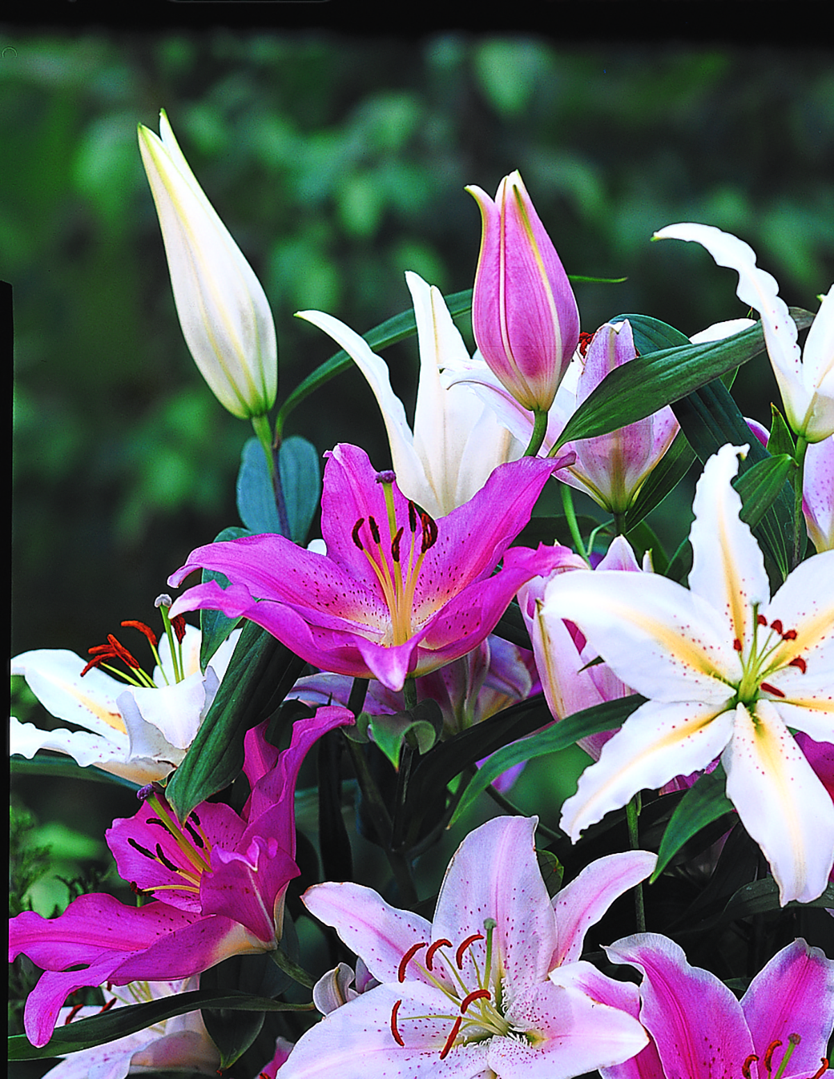 Oriental Lily Bulb Mix